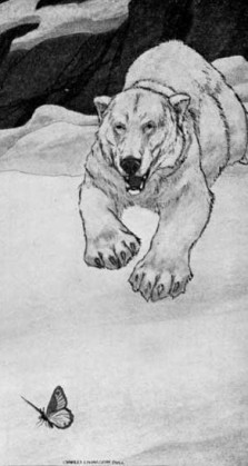 butterfly-polar-bear-burhoe
