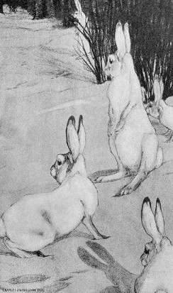 c-bull-rabbits