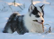 Maheeshtan inuit-husky-pup