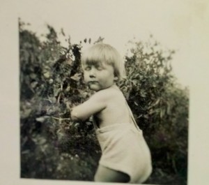 Brian Alan Burhoe pea picking