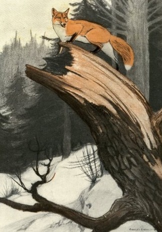 Wildlife artist Charles-Livingston-Bull-red-fox
