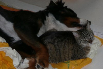 cat-dog-rescued-animal