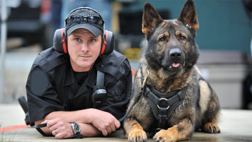 RCMP-Police-Dog German Shepherd