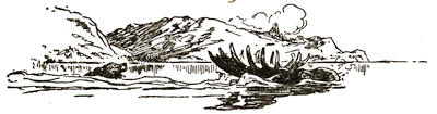 Fonhus-dog-elk