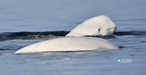 Capturing Russian Beluga Whales