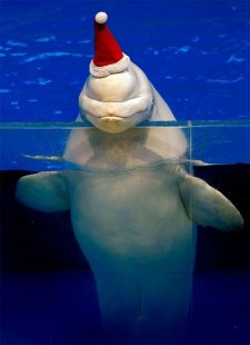 Beluga Whales