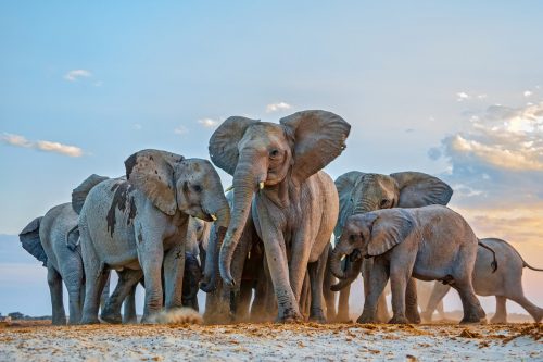 Endangered African Elephants - TV Saving At-Risk Wild Species