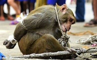 Wildlife Trade - Captured