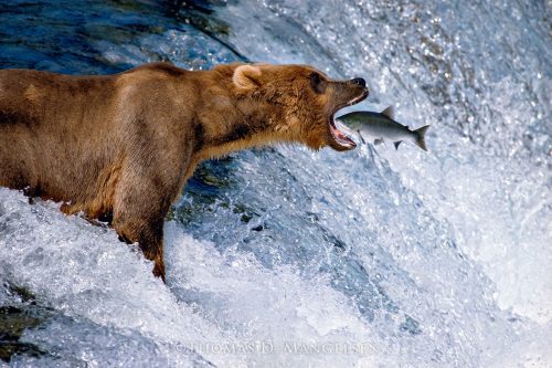 Wildlife Photographer Bear Fishing photo