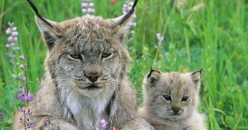 Fur bearing lynx kitten