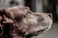Rescue Puppies and adult dogs