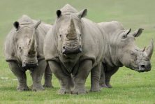 White Rhinos