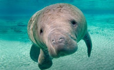 Florida Manatees