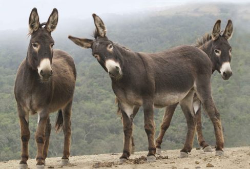 Wild Burros
