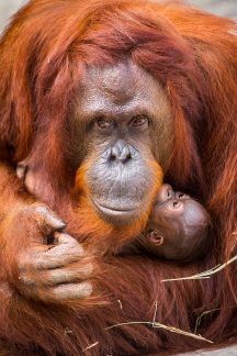 Rewilding orangutan