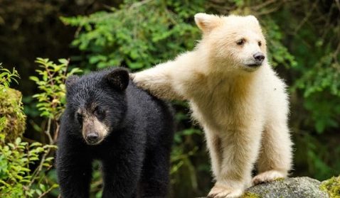 Bear Symbolism and Meaning in Mythology, Folklore, and Culture