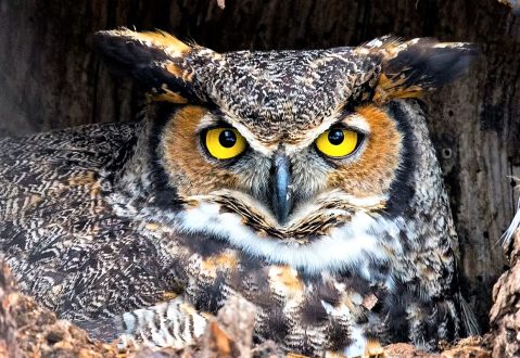 My Spirit Animal - What Is Your Spirit Animal & Meaning? Owl Symbolism My Spirit Animal - What Is Your Spirit Animal & Meaning? Owl Symbolism