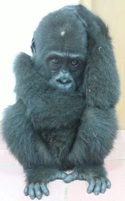 Endangered gorilla infant rescued