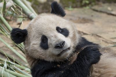 Endangered species panda