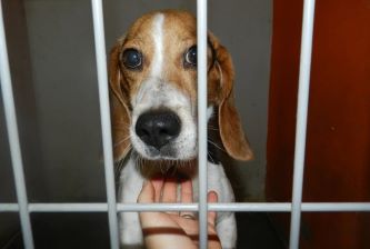 Animal testing surviving dog