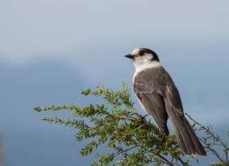 Canadian national bird grey jay in boreal forest