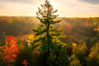 Great North Woods Boreal Forest