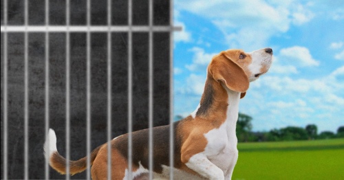 Dog Rescued from animal testing lab