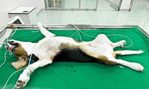 Animal testing in commercial lab