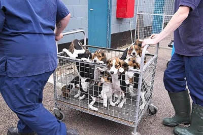Animal testing dogs in laboratory