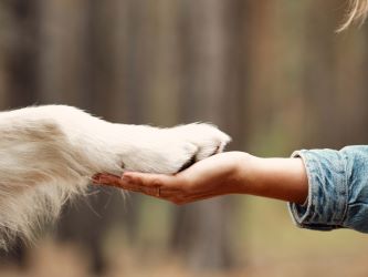 Dog paw in human hand rescue from big pharma lab