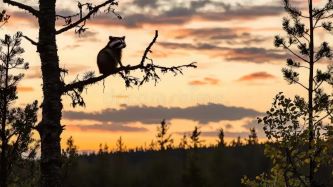 Raccoon watching from boreal forest tree