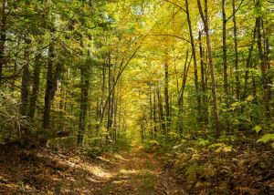 Walk in the Woods - Forest Near Me