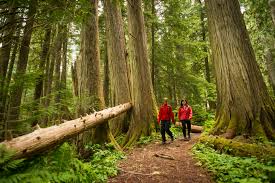 Walk in the woods - forest near me - forest bathing