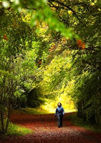 Walk in the Woods in a Forest near you.